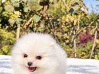 ÜST DÜZEY BİBLO MİBİ BOY POMERANİAN BOO