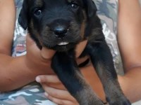 Rottweiler yavrular