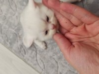 Dişi erkek british shorthair yavrular rezerveye açıktır
