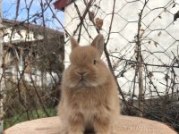 Cüce tavşan bebeklerimiz