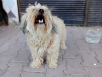 Dişi Kizanı Yakın Terrier