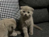 Lilac scottish fold yavrular