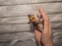 Yavru hamsterler yeni yuvasını bekliyor