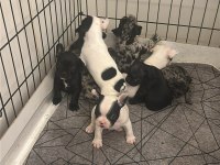 Safkan french bulldog yavrular