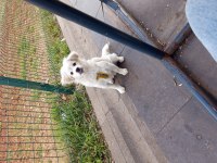 Maltese 6 aylık erkek