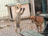 Sosyal ve koruyucu orta ırk bahçe ve çiftlik köpekleri