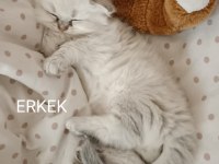 Sahibinden british longhair
