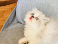 RENGARENK CHİNCHİLLA KEDİSİ