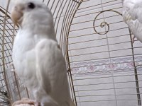 Yavru yetişkin her renk sultan papağanları