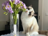 DÜNYALAR YAKIŞIKLISI PRENSİME RAGDOLL EŞ ARIYORUM
