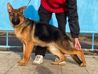 ORJİNAL SHOWLİNE ALMAN KURDU FCİ ŞECERELİ KÖPEĞİMİZ