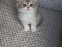 Safkan british longhair yavrular