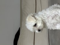 A kalite maltese terrier 3 aylık