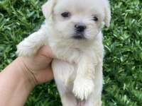 Kore Maltese yavrular