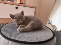 British shorthair dişi kedimiz