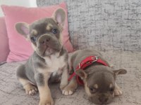 Fransız bulldog 40 günlük