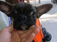 Dişi erkek french bulldog