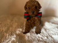 Kore Toy Poodle Bebekler