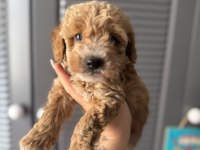 SEVİMLİ MALTİPOO YAVRULARIMIZ