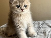 Safkan Anne Ve Babadan Scottish Fold