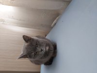 Dişi british shorthair (kırma)