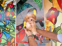 Antalya maltipoo