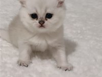 Yavru 2 aylık kedim chinchilla