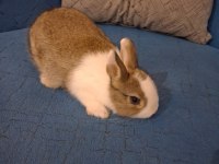 2 Aylık Cüce Tavşanımız