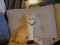 British Shorthair Golden 1 Yaşında Dişi