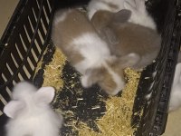 Hollanda lop tavşan yavrusu
