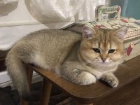 Şecereli british shorthair kedi