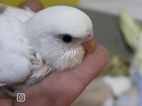 Yeme yeni düşmüş 2 aylık muhabbet kuşları