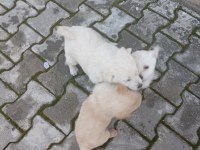 2 aylık dişi erkek yavru köpeklerimiz