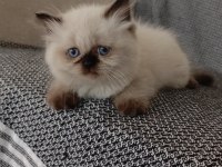 Mavi gözlü dişi british longhair