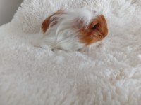 Guinea Pig Bebekler