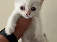 LYNX POİNT SCOTTİSH FOLD & STRAİGHT ERKE VE DİŞİ 2 AYLIK