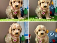 Anne altından sevimli maltipoo yavrular