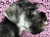 ÜST DÜZEY BEYAZ MİNYATÜR SCHNAUZER BEBEKLER