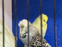 ÜST VASIF EŞE HAZIR ŞHOW JUMBO ÇİFT MUHABBET KUŞU