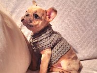 Cok tatlı french bulldog
