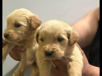 Irk Ve Sağlık Garantili Golden Retriever Yavrularımız