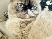 Kısır pars kedisi leona ve kızı sakin chinchilla OREO