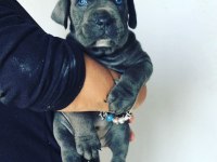 BLUE CANE CORSO YAVRULARI