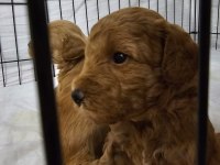 MALTİPOO VE POODLE YAVRULAR