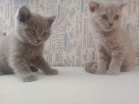 SCOTTİSH VE BRİTİSH SHORTHAİR BEBİŞLER UYGUNA!