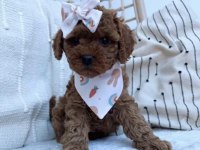 SECERELİ AŞILI ORJİNAL MİCRO BOY TOY POODLE