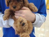 TOY POODLE YAVRULARI
