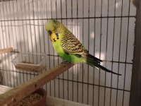 Yavrulu Jumbo Takım Muhabbet Kuşu