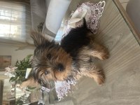 2 kızı ve 4 erkek (2 aylık) yorkshire terrier