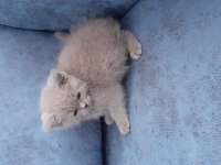 Satılık british shorthair 2 aylık